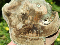 Polished On One Side Petrified Wood Branches x 3 From Gokwe, Zimbabwe