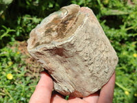 Polished On One Side Petrified Wood Branches x 3 From Gokwe, Zimbabwe