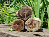 Polished On One Side Petrified Wood Branches x 3 From Gokwe, Zimbabwe