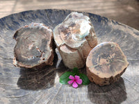Polished On One Side Petrified Wood Branches x 3 From Gokwe, Zimbabwe