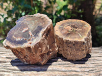 Polished On One Side Petrified Wood Branches x 3 From Gokwe, Zimbabwe
