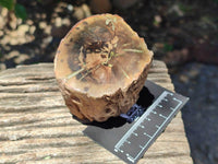 Polished On One Side Petrified Wood Branches x 3 From Gokwe, Zimbabwe
