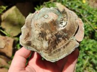 Polished On One Side Petrified Wood Branches x 3 From Gokwe, Zimbabwe