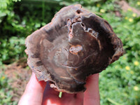 Polished On One Side Petrified Wood Branches x 3 From Gokwe, Zimbabwe