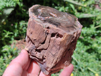 Polished On One Side Petrified Wood Branches x 3 From Gokwe, Zimbabwe