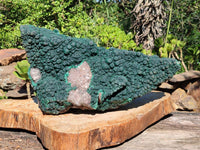 Natural XXL Botryoidal Malachite Specimen In Quartz x 1 From Congo