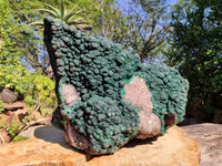 Natural XXL Botryoidal Malachite Specimen In Quartz x 1 From Congo