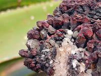 Natural Goethite Coated Blacknite Quartz Clusters x 5 From Madagascar