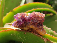 Natural Amethystos Amethyst Clusters x 37 From Kwaggafontein, South Africa