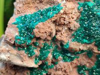 Natural Dioptase On Dolomite Specimens x 1 From Likasi, Congo