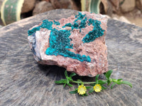 Natural Dioptase On Dolomite Specimens x 1 From Likasi, Congo