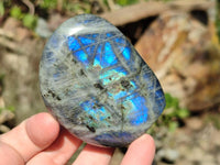 Polished Labradorite Standing Free Forms x 12 From Tulear, Madagascar