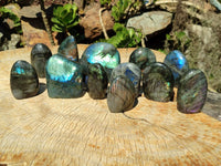 Polished Labradorite Standing Free Forms x 12 From Tulear, Madagascar