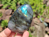 Polished Labradorite Standing Free Forms x 12 From Tulear, Madagascar