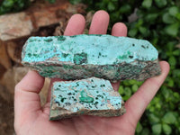 Natural Drusy Coated Chrysocolla On Dolomite Specimens x 5 From Lupoto Mine, Congo