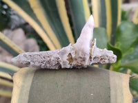 Natural Drusy Quartz Coated Spearhead Calcite Specimens x 24 From Albert's Mountain, Lesotho