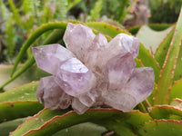 Natural Jacaranda Amethyst Clusters x 6 From Mumbwa, Zambia
