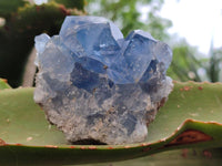 Natural Blue Celestite Specimens x 6 From Sakoany, Madagascar