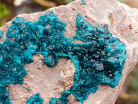Natural Dioptase On Dolomite Specimen x 1 From Likasi, Congo