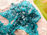 Natural Dioptase On Dolomite Specimen x 1 From Likasi, Congo