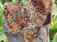 Natural Large Dark Green Libethenite Crystalline Cabinet Specimen x 1 From Shituru, Congo