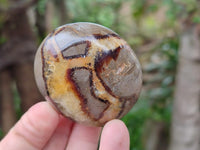 Polished Septerye Galets x 12 From Mahajanga, Madagascar