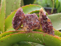 Natural Small Amethystos Amethyst Clusters x 86 From Kwaggafontein, South Africa