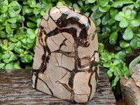 Polished Large Septerye Standing Free Form x 1 From Mahajanga, Madagascar