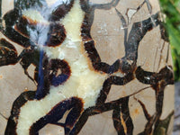 Polished Large Septerye Standing Free Form x 1 From Mahajanga, Madagascar