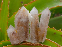 Natural Small Limonite Fairy Spirit Quartz Crystals x 70 From Boekenhouthoek, South Africa