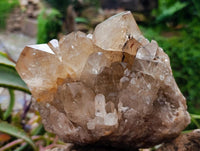 Natural Clear Citrine Quartz Cluster x 1 From Luena, Congo