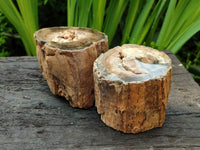 Polished On One Side Petrified Wood Branches x 3 From Gokwe, Zimbabwe