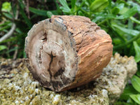 Polished On One Side Petrified Wood Branches x 3 From Gokwe, Zimbabwe