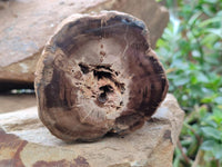 Polished On One Side Petrified Wood Branches x 3 From Gokwe, Zimbabwe