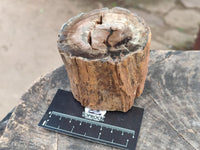 Polished On One Side Petrified Wood Branches x 3 From Gokwe, Zimbabwe