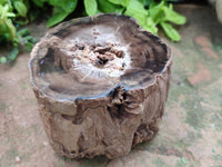 Polished On One Side Petrified Wood Branches x 3 From Gokwe, Zimbabwe
