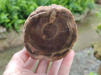 Polished On One Side Petrified Wood Branches x 3 From Gokwe, Zimbabwe
