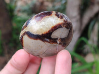 Polished Septerye Galets x 12 From Mahajanga, Madagascar