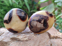 Polished Septerye Galets x 12 From Mahajanga, Madagascar