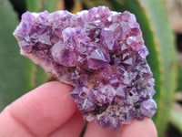 Natural Amethystos Amethyst Clusters x 35 From Kwaggafontein, South Africa