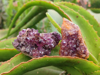 Natural Amethystos Amethyst Clusters x 35 From Kwaggafontein, South Africa