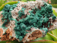 Natural Ball Malachite On Dolomite Specimens x 2 From Mindingi Mine, Kambove, Congo