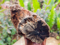 Polished On One Side Petrified Wood Branches x 2 From Gokwe, Zimbabwe