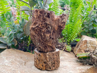 Polished On One Side Petrified Wood Branches x 2 From Gokwe, Zimbabwe