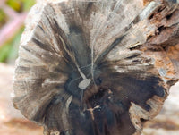 Polished On One Side Petrified Wood Branches x 2 From Gokwe, Zimbabwe