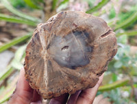 Polished On One Side Petrified Wood Branches x 2 From Gokwe, Zimbabwe