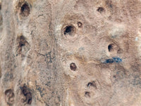 Polished On One Side Petrified Wood Branches x 2 From Gokwe, Zimbabwe
