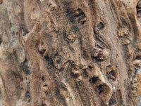 Polished On One Side Petrified Wood Branches x 2 From Gokwe, Zimbabwe