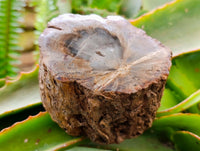 Polished On One Side Petrified Wood Branches x 2 From Gokwe, Zimbabwe