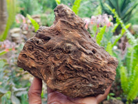 Polished On One Side Petrified Wood Branches x 2 From Gokwe, Zimbabwe